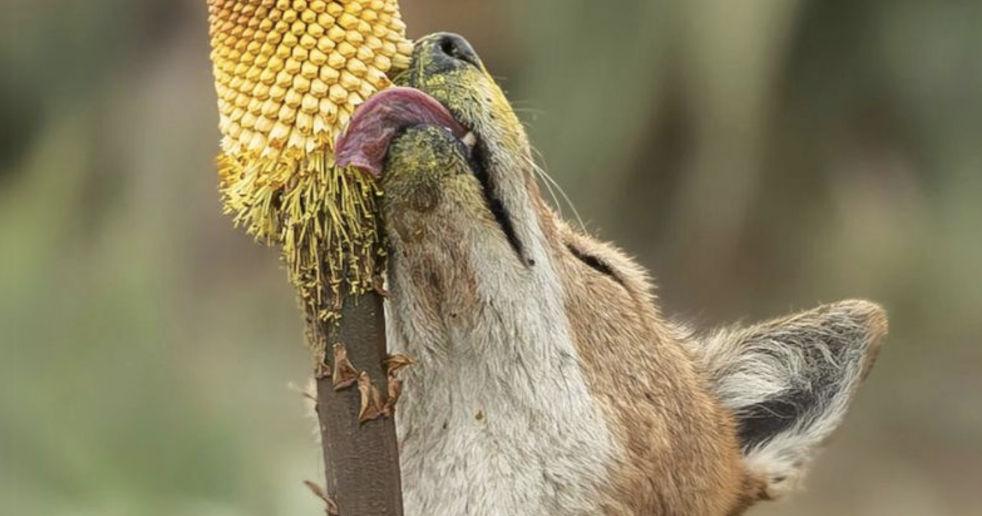 Científicos descubren a lobos imitando abejas